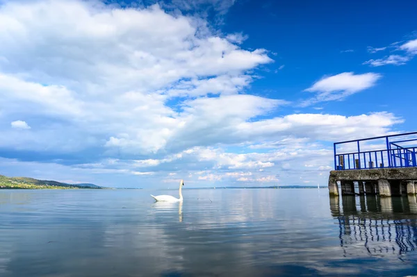 Blick Auf Den Plattensee Und Die Schwäne Und Enten Die — Stockfoto