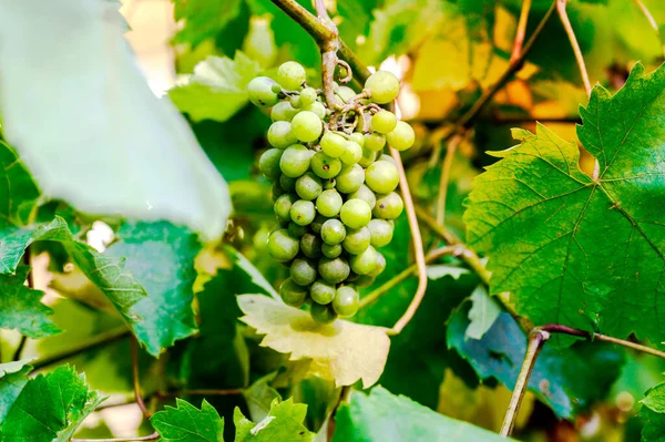 Güneşli bir günde ağaçta bir demet yeşil üzüm.