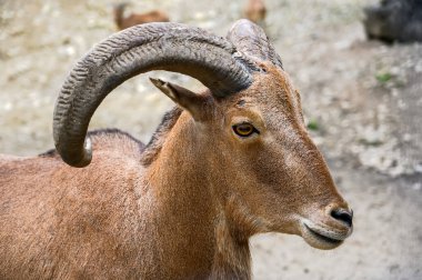 Barbar koyunların portresi. Macaristan Veszprem hayvanat bahçesinde Ammotragus lervia