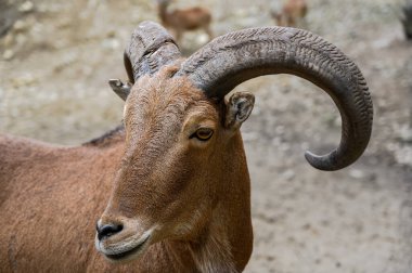 Barbar koyunların portresi. Macaristan Veszprem hayvanat bahçesinde Ammotragus lervia