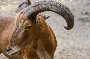 Barbar koyunların portresi. Macaristan Veszprem hayvanat bahçesinde Ammotragus lervia