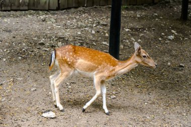 Düşmüş bir geyiğin portresi. Macaristan Veszprem Hayvanat Bahçesinde Dama dama