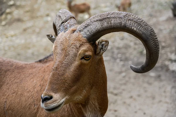 Barbar Koyunların Portresi Macaristan Veszprem Hayvanat Bahçesinde Ammotragus Lervia — Stok fotoğraf