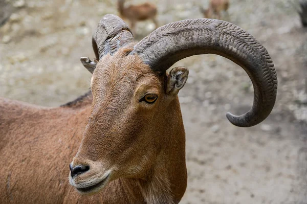 Barbar koyunların portresi. Macaristan Veszprem hayvanat bahçesinde Ammotragus lervia
