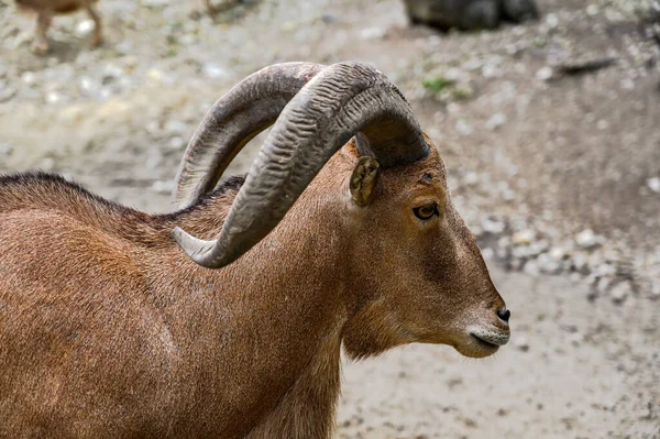 Barbar koyunların portresi. Macaristan Veszprem hayvanat bahçesinde Ammotragus lervia