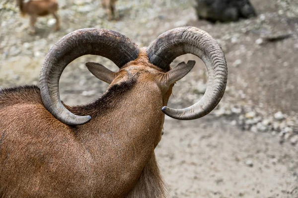 Portrét Berberských Ovcí Ammotragus Lervia Zoologické Zahradě Veszprem Maďarsko — Stock fotografie