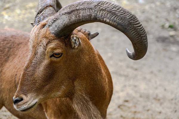 Barbar koyunların portresi. Macaristan Veszprem hayvanat bahçesinde Ammotragus lervia