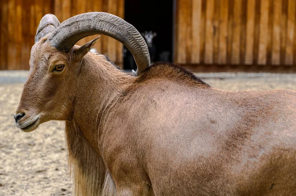野蛮羊的肖像 匈牙利Veszprem动物园的Ammotragus Lervia — 图库照片