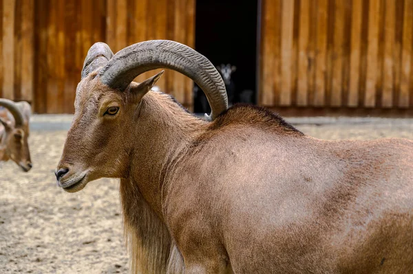 野蛮羊的肖像 匈牙利Veszprem动物园的Ammotragus Lervia — 图库照片
