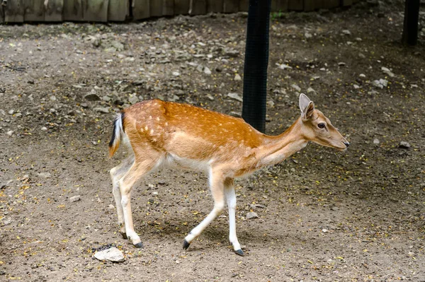 Düşmüş bir geyiğin portresi. Macaristan Veszprem Hayvanat Bahçesinde Dama dama