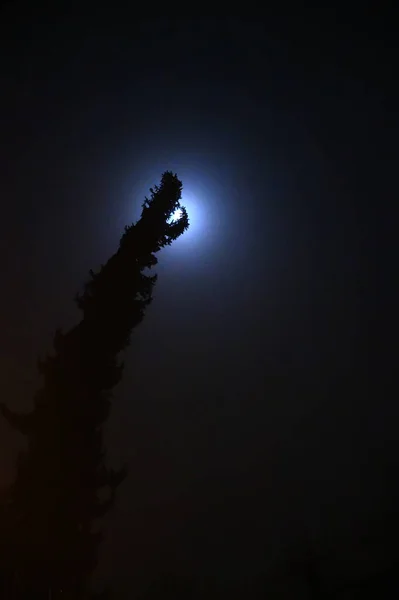 Uma Árvore Noite Forma Dragão Com Lua Cheia — Fotografia de Stock