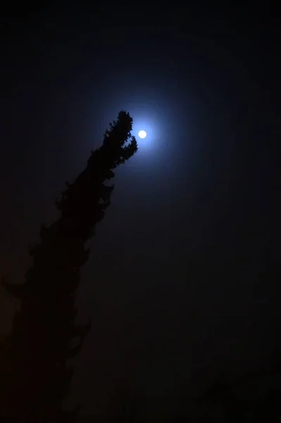 Een Boom Nachts Gevormd Als Een Draak Met Volle Maan — Stockfoto