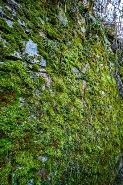 Textura Musgo Verde Uma Superfície Concreto — Fotografia de Stock