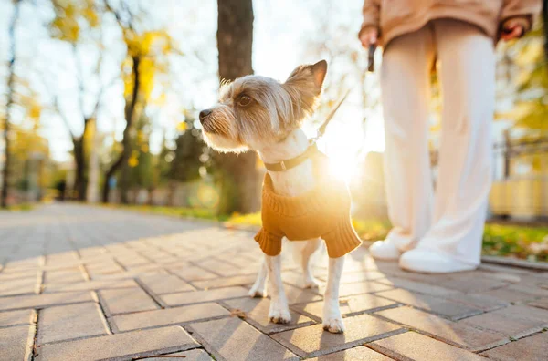 Närbild Porträtt Söt Liten Yorkshire Terrier Framför Solljuset Promenader Med — Stockfoto