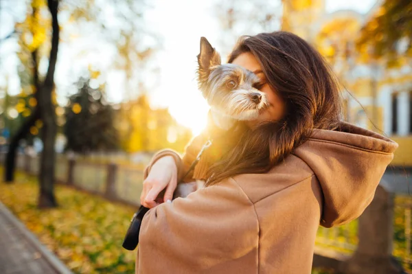 Zbliż Portret Białej Kobiety Długimi Brunetkami Trzymającej Swój Uroczy Yorkie — Zdjęcie stockowe