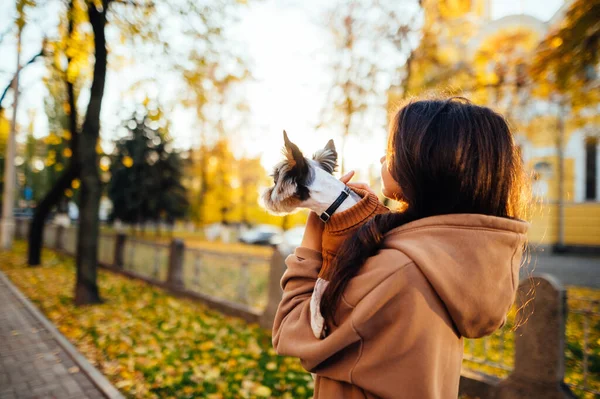 長いブルネットの髪をした犬の所有者の女性の背中のビューは 前方を見ながら 彼女の小さなヨークシャーのテリアを保持し パーカーを着て 市公園の近くに立って — ストック写真