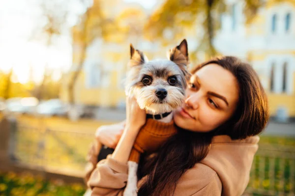 Closeup Portrait Small Cute Yorkshire Terrier Its Owner Attractive Caucasian — Stock Photo, Image