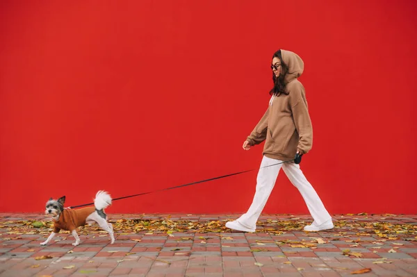 Mulher Elegante Roupa Casual Está Andando Seu Cão York Terrier — Fotografia de Stock