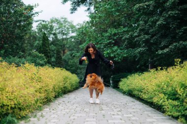 Koyu renk elbiseli güzel bir kadın akşam parkında Spitz cinsinden şirin bir köpekle oynuyor.