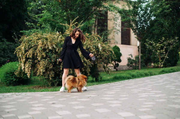 Şık Siyah Elbiseli Bir Kadın Pomeranya Spitz Köpeğini Tasmalı Gezdirir — Stok fotoğraf