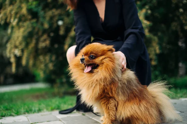 犬の品種の写真所有者と散歩中のパマラン スピッツ公園で犬と遊んでいる女性 — ストック写真