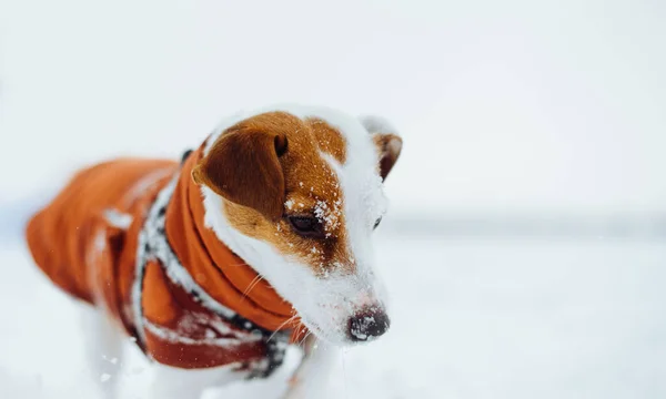 Portré Egy Kutyáról Jack Russellről Hóban Egy Téli Sétán Sétáló — Stock Fotó