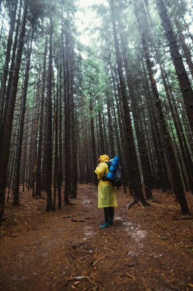 Turista Masculino Uma Capa Chuva Fica Uma Floresta Pinheiros Enevoada — Fotografia de Stock