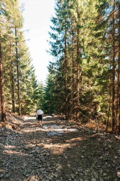 身着休闲装的男性徒步旅行者沿着山路穿过针叶林 垂直方向 — 图库照片