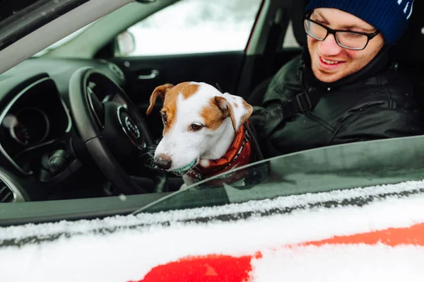 Male Driver Holds Jack Russell Dog His Arms Pet Looks — Stock Photo, Image