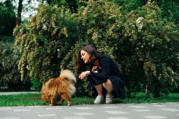 Lycklig Kvinna Promenad Med Spitz Hund Leker Med Ett Husdjur — Stockfoto