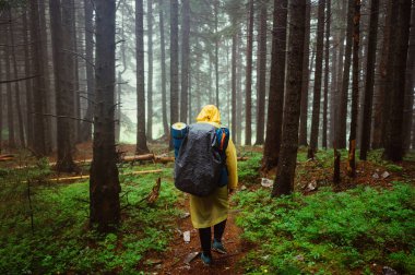 Sırtında bir sırt çantasıyla ıslak yağmur ormanlarında yürüyen bir turist. Kötü yağmurlu havada dağlarda yürüyüş yapmak.