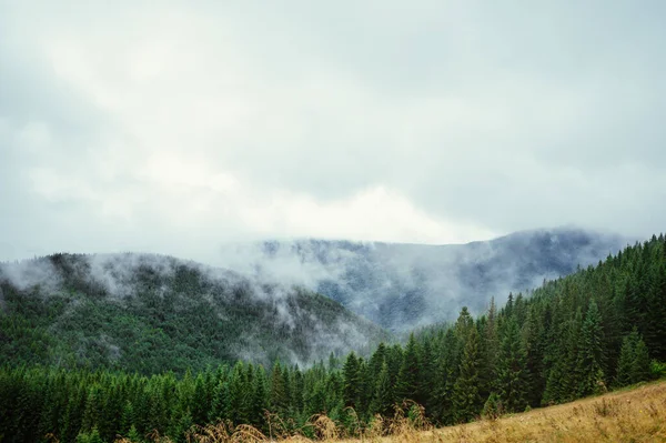 Paisagem Montanhosa Clima Chuvoso Com Nuvens Floresta Conífera Contexto Montanhas — Fotografia de Stock
