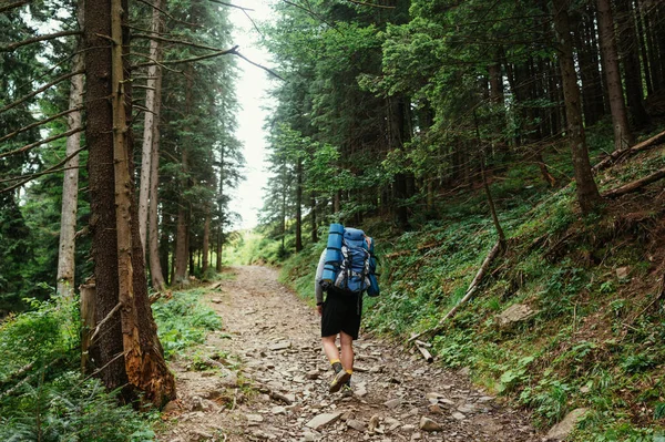 男子徒步旅行者背着背包在山路上走着 穿过树林 从后面看 — 图库照片
