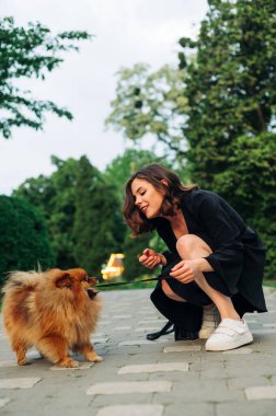 Siyah elbiseli çekici esmer kadın ve köpek ırkı Pomeranian Spitz 'in yüzünde bir gülümsemeyle parkta oynaması. Dikey