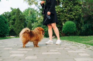 Parkta yürürken tasmalı turuncu tükürük köpeğinin bacakları..