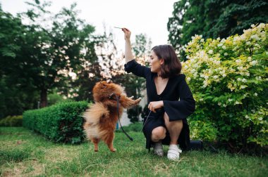 Koyu renk elbiseli hoş bir kadın parkta yürürken tasmalı güzel bir turuncu köpekle oynuyor..