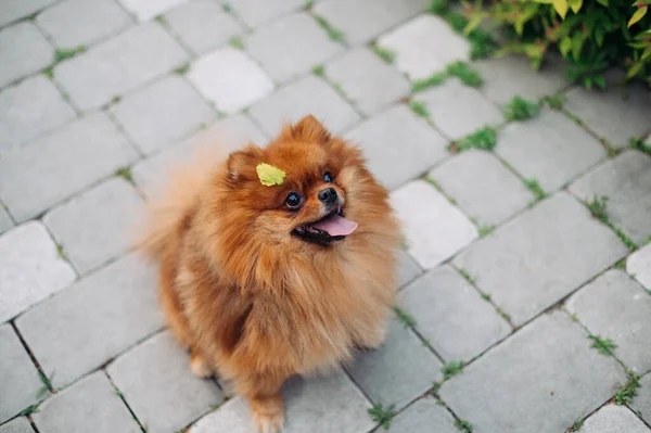 Roztomilý Pomeranian Spitz Pes Procházce Sedí Chodníku Dívá Jinam — Stock fotografie