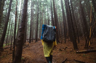 Sırt çantalı bir yürüyüşçü, yağmurlu bir havada ormanda yürür kozalaklı bir ormanda dağlardan geçer..