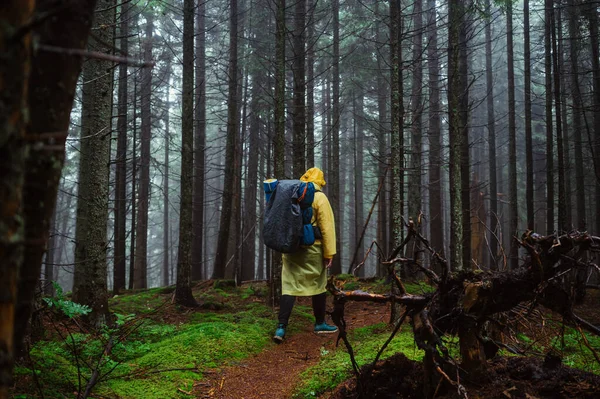 Мужчина Ходит Тропе Влажную Дождливую Погоду Через Нетронутый Лес Большим — стоковое фото