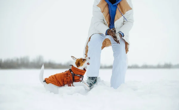 Woman Warm Clothes Winter Playing Cute Dog Breed Jack Russell — Stock Photo, Image