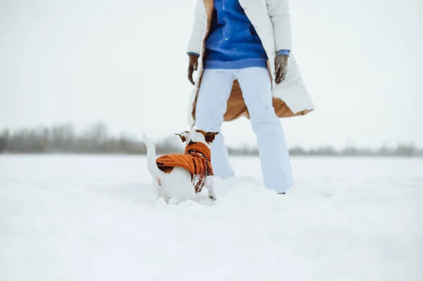 Jack Russell Dog Plays Owner Snow Winter Walk — Stock Photo, Image