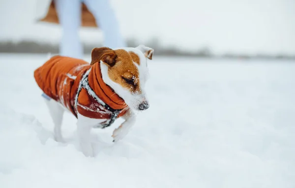Cute Dog Dog Jack Russell Clothes Winter Walk Snow — Stock Photo, Image