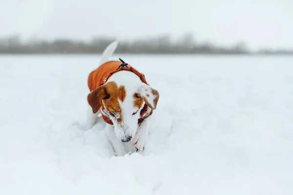 Funny Little Dog Jack Russell Jacket Playing Snow — Stock Fotó