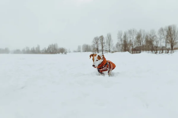 Legrační Malý Jack Russell Pes Běží Sněhem Při Chůzi Ulici — Stock fotografie