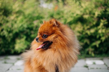 Şirin turuncu köpek çifti Pomeranian Spitz yeşilliğin arka planında yan tarafa bakar.