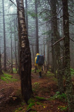 Sırtında sırt çantası olan yağmurluk giymiş bir erkek yürüyüşçü yağmur ormanları boyunca dağlarda yürüyüş yapıyor..