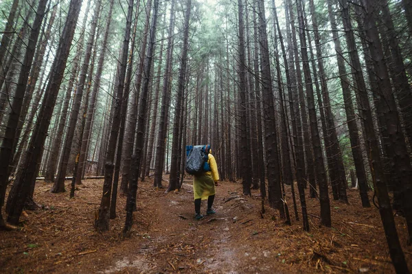 Yağmurluk giymiş, sırtında sırt çantasıyla dağlardaki ormanda yürüyen bir erkek turistin arkası.