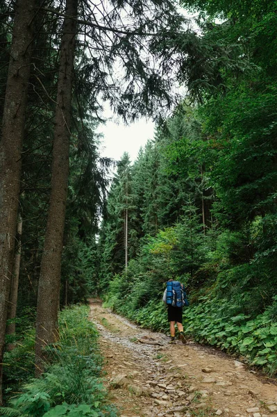 Férfi Túrázó Hátizsákkal Megy Hegyekbe Egy Ösvényen Erdőben Vissza Nézet — Stock Fotó