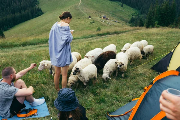 Group Tourists Camping Tents Mountains Flock Sheep Background Pasture Beautiful — Fotografia de Stock