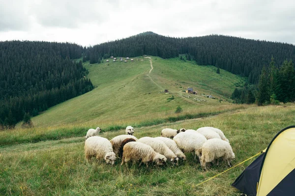 Sheep Pasture Campsite Tents Mountains Background Beautiful Landscape — Fotografia de Stock